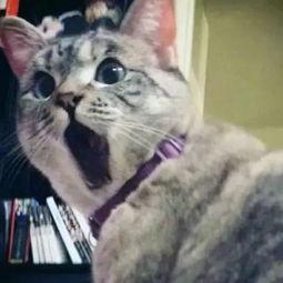 娱乐吃瓜君猫爷,揭秘娱乐圈那些不为人知的幕后故事